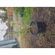 Team JR 1st  Grown From Seed Apple Off 5 Way Apple Tree