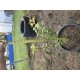 Team JR 1st  Grown From Seed Apple Off 5 Way Apple Tree