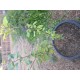 Team JR 1st  Grown From Seed Apple Off 5 Way Apple Tree